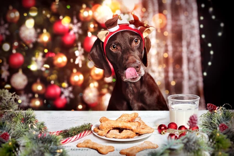 Christmas Dog Food Recipes and Holiday Treats for Your Dog